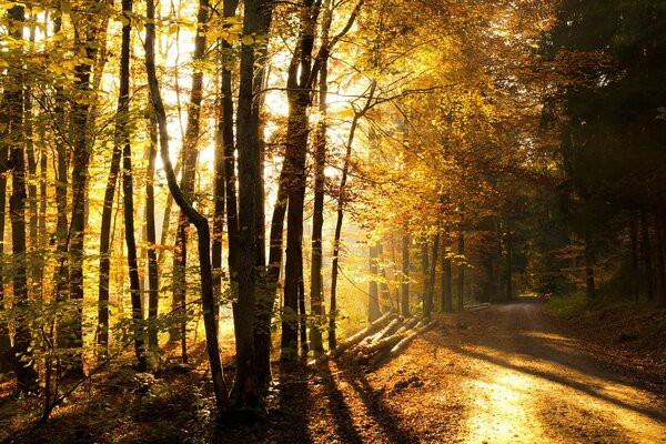 O sol amarelo brilha através de uma floresta vazia