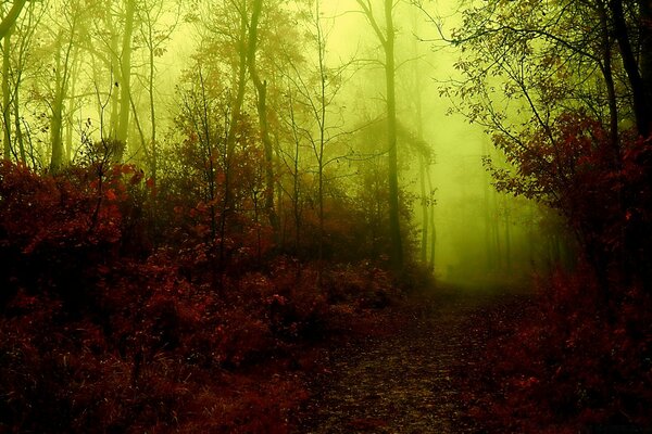 Autumn landscape of the dark forest