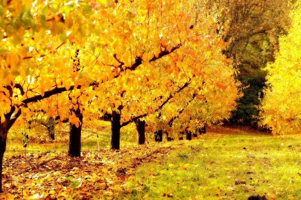 Straße im Herbstwald mit gefallenen Blättern