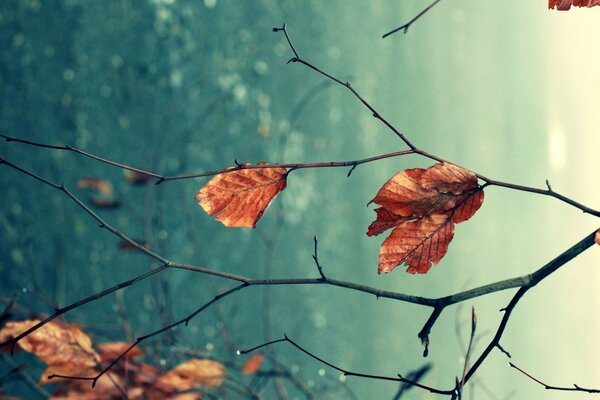 Ramas de árboles con hojas marrones a fines del otoño