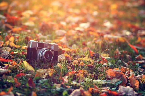 A forgotten camera and autumn foliage