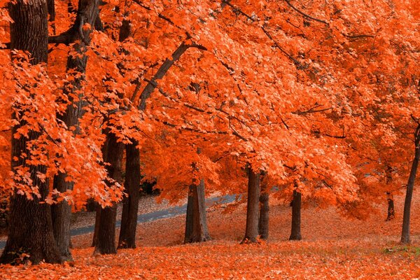 Otoño rojo. Hojas caídas