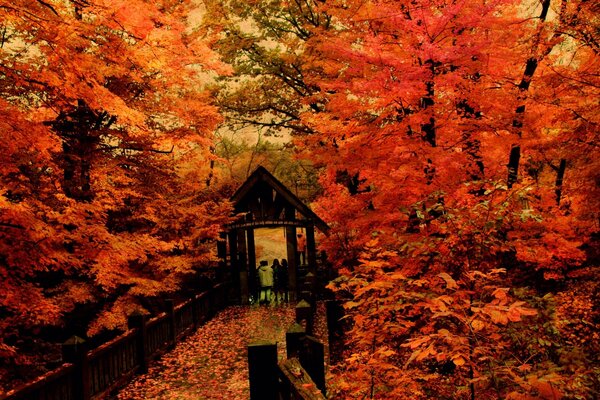 Goldener Herbst aus roten Blättern