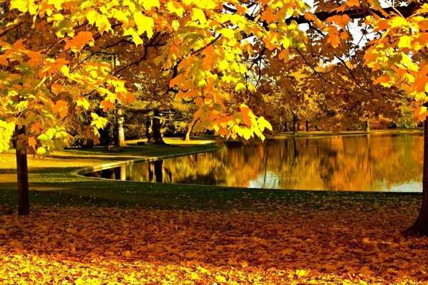 Autunno dorato con foglie cadute vicino al fiume