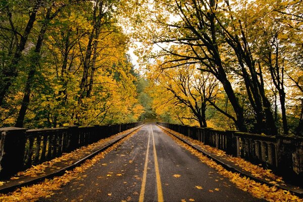 Strada autunnale cosparsa di foglie