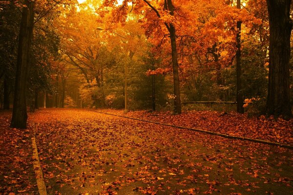 Paysage du soir de la forêt d automne et de la route avec des feuilles jaunes tombées