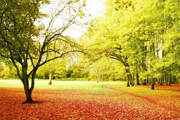 Il sentiero va tra gli alberi nella foresta d autunno