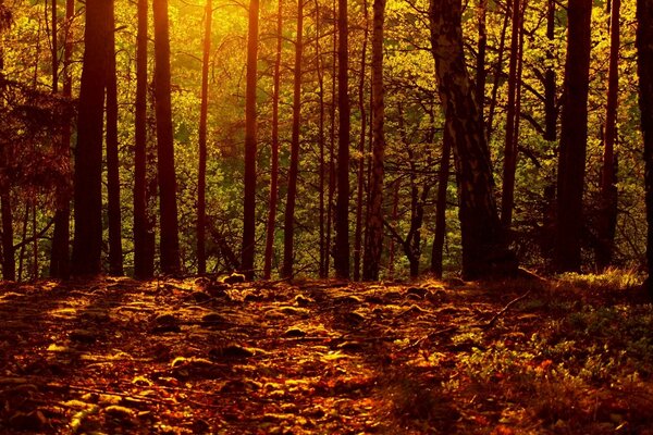 Die Sonnenstrahlen durch die Bäume im Herbst