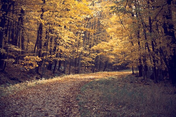 Bosque de otoño. el camino está cubierto de follaje de otoño