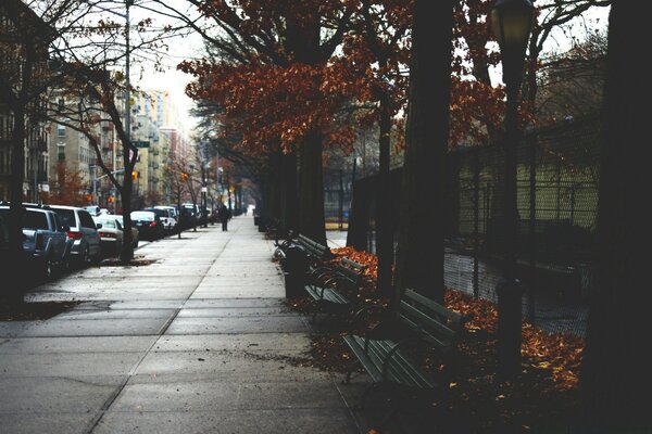 Adoquines húmedos y callejón de otoño