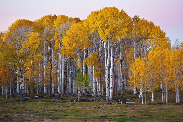 Bosque de abedul de otoño con coronas doradas y gruesas