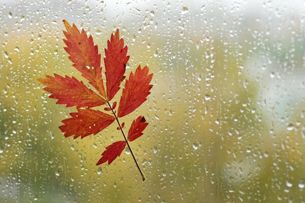 Naturaleza de Escritorio hoja de otoño