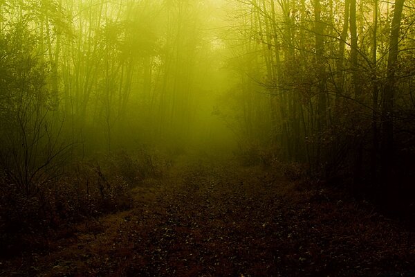 Paesaggio nella foresta nebbiosa in estate