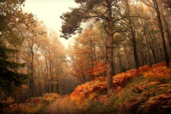 منظر الخريف للغابة في طقس غائم