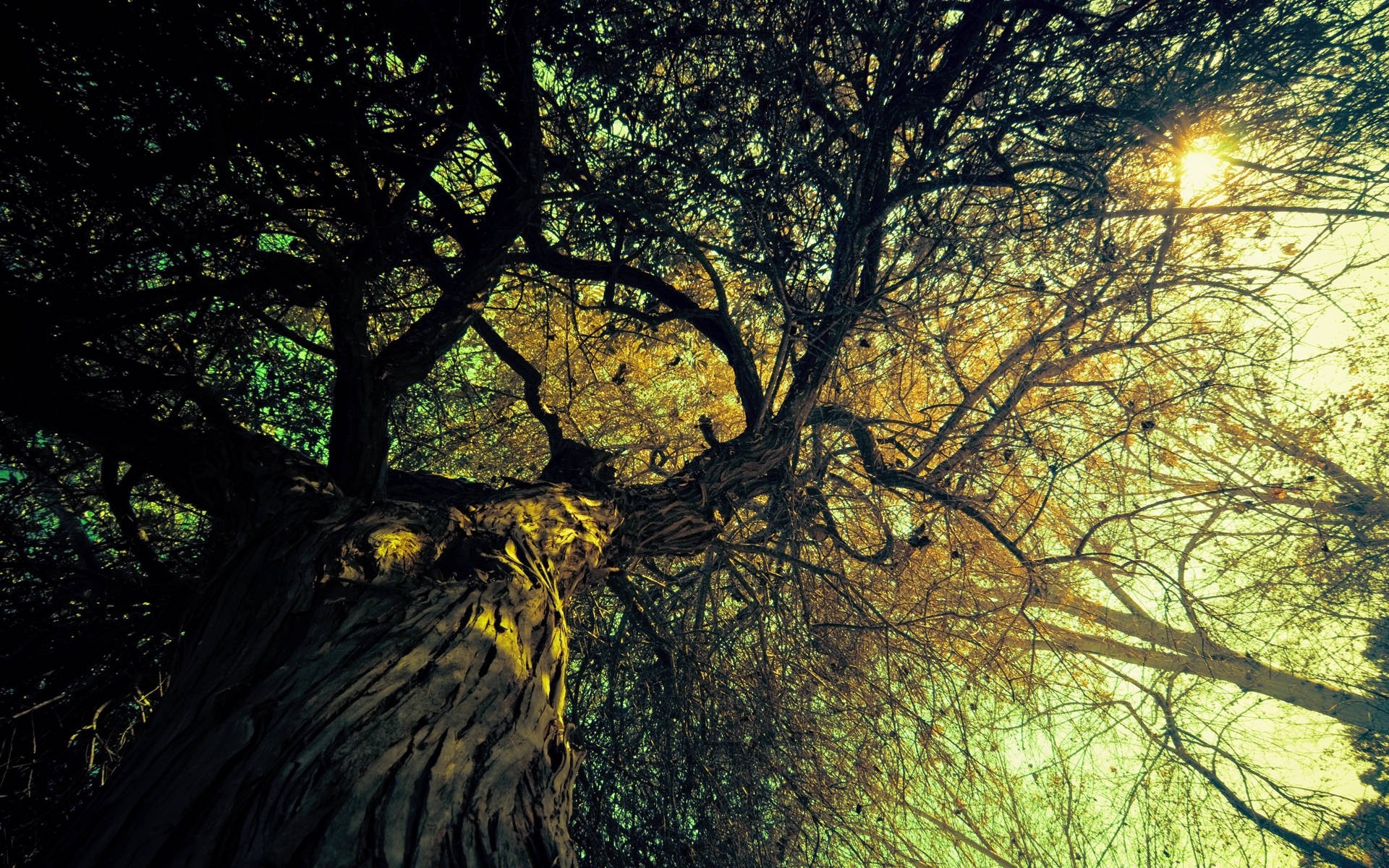 otoño árbol paisaje madera rama naturaleza hoja parque luz buen tiempo sol medio ambiente otoño amanecer flora escénico iluminado al aire libre