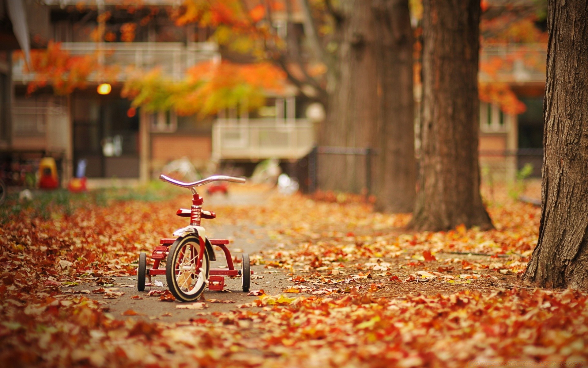 autumn fall leaf wood nature tree season park outdoors maple