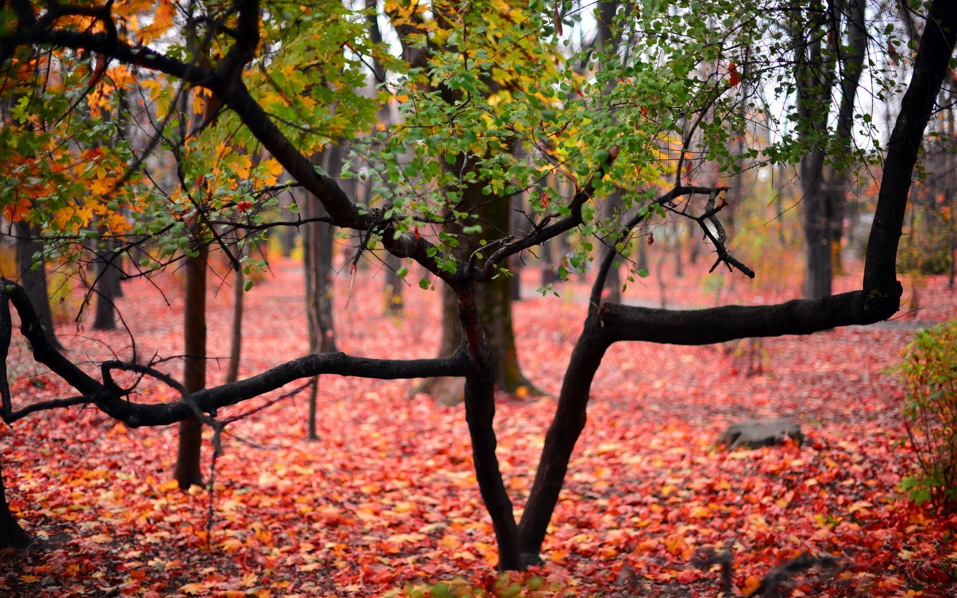 jesień jesień liść drzewo natura drewno sezon park krajobraz klon na zewnątrz oddział dobra pogoda środowisko malownicze flora słońce złoto bujne krajobrazy jasne