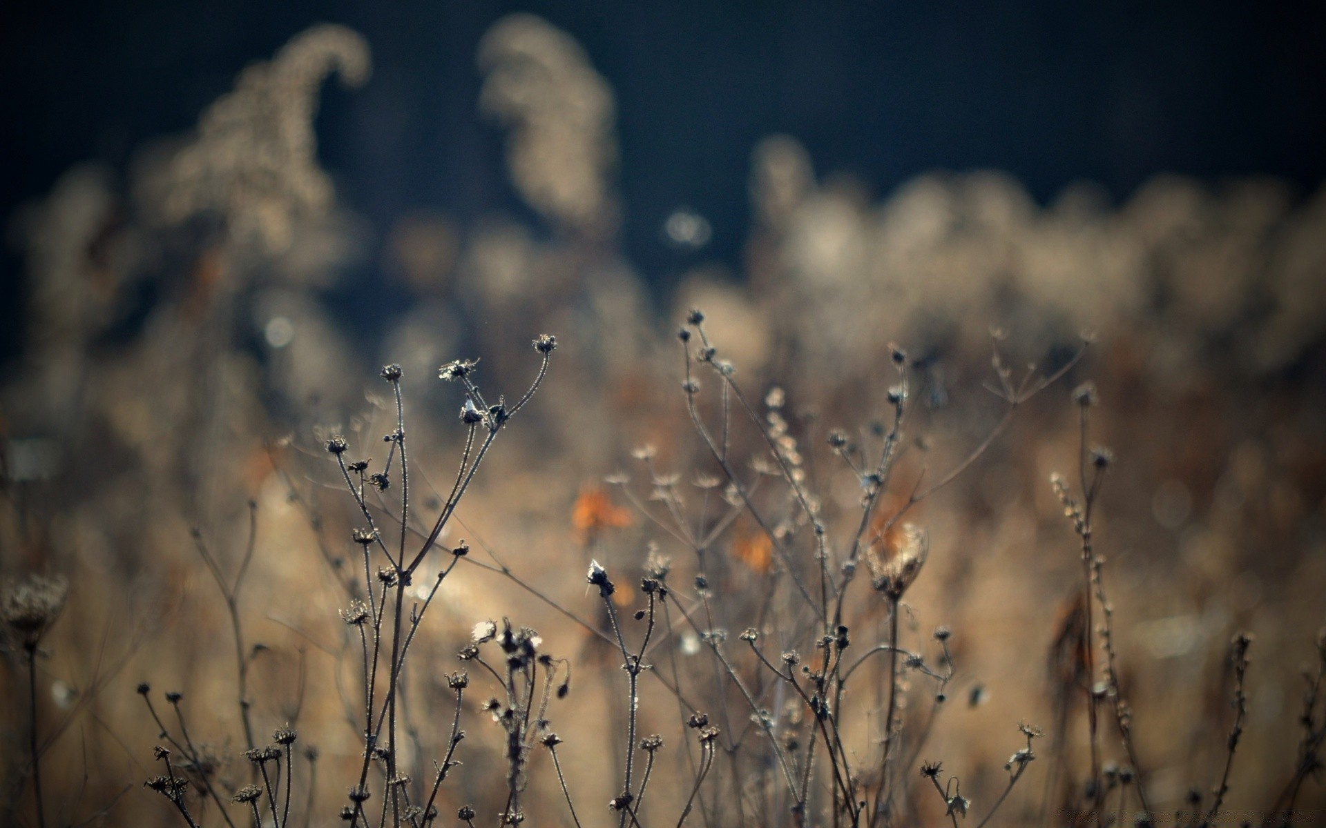 autumn nature dawn winter sun flower snow sunset sky landscape light outdoors fair weather bird grass