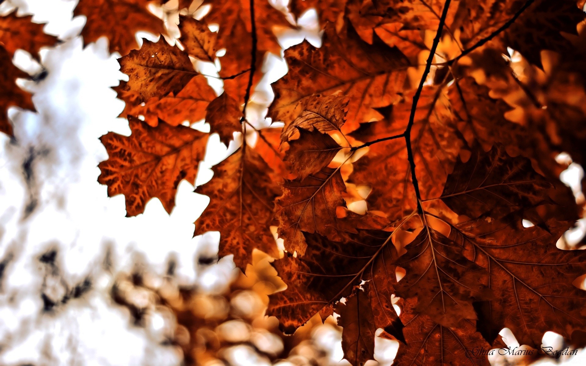 otoño otoño hoja brillante arce madera naturaleza temporada madera al aire libre flora invierno luz escritorio color