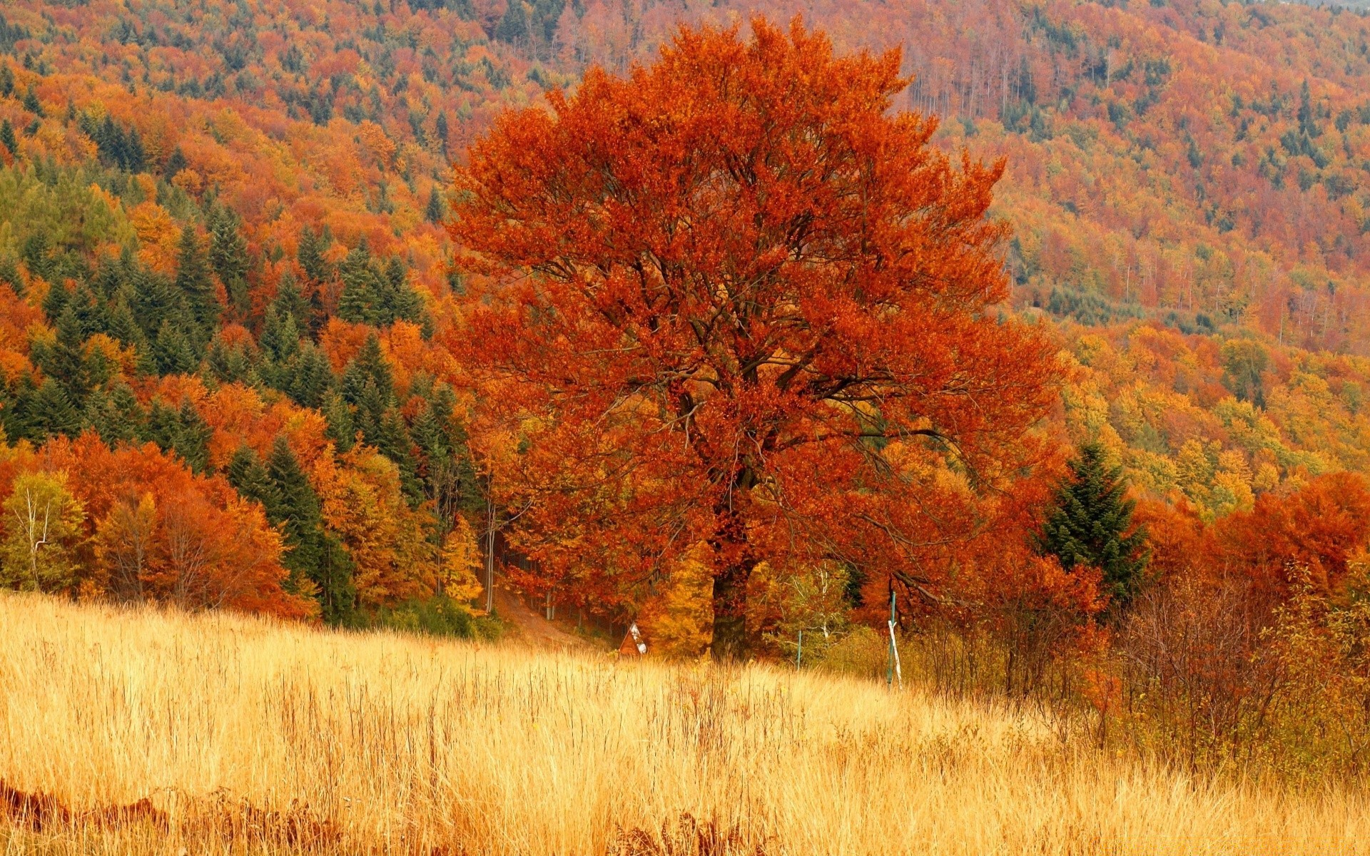 automne automne arbre paysage bois feuille nature à l extérieur scénique saison environnement parc campagne scène paysage rural beau temps lumière du jour