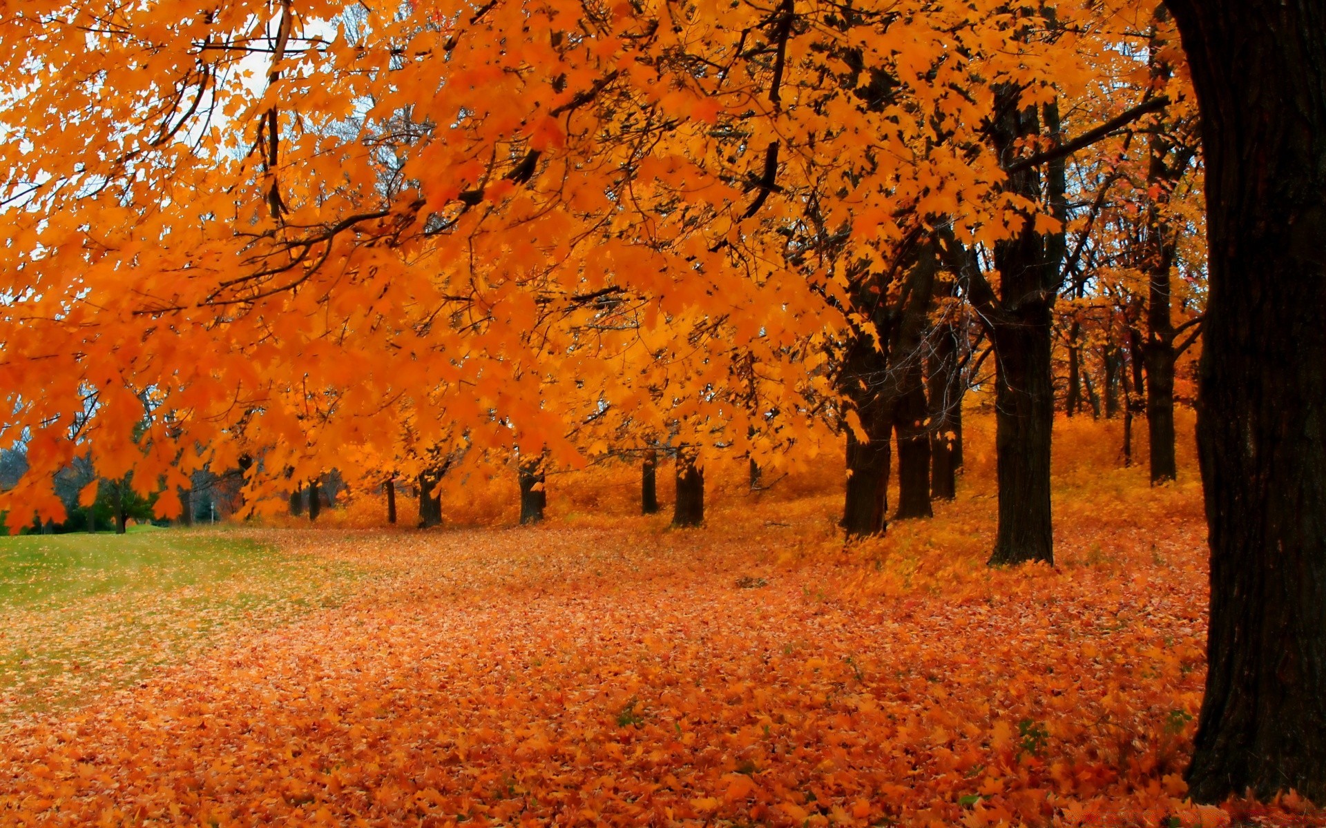 herbst herbst holz blatt landschaft park natur im freien holz saison gold ahorn landschaftlich tageslicht farbe