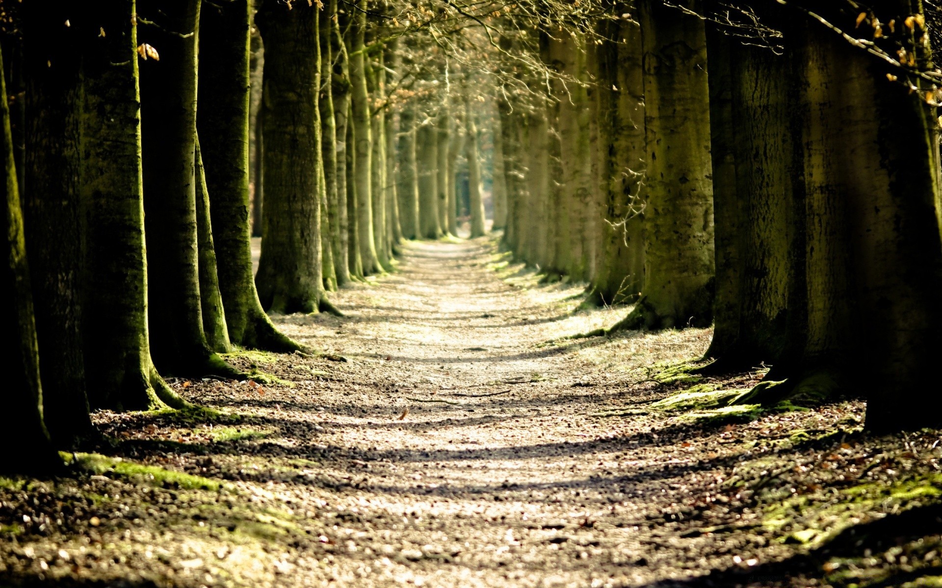 autunno legno albero natura paesaggio luce foglia guida parco passeggiata sentiero all aperto ombra