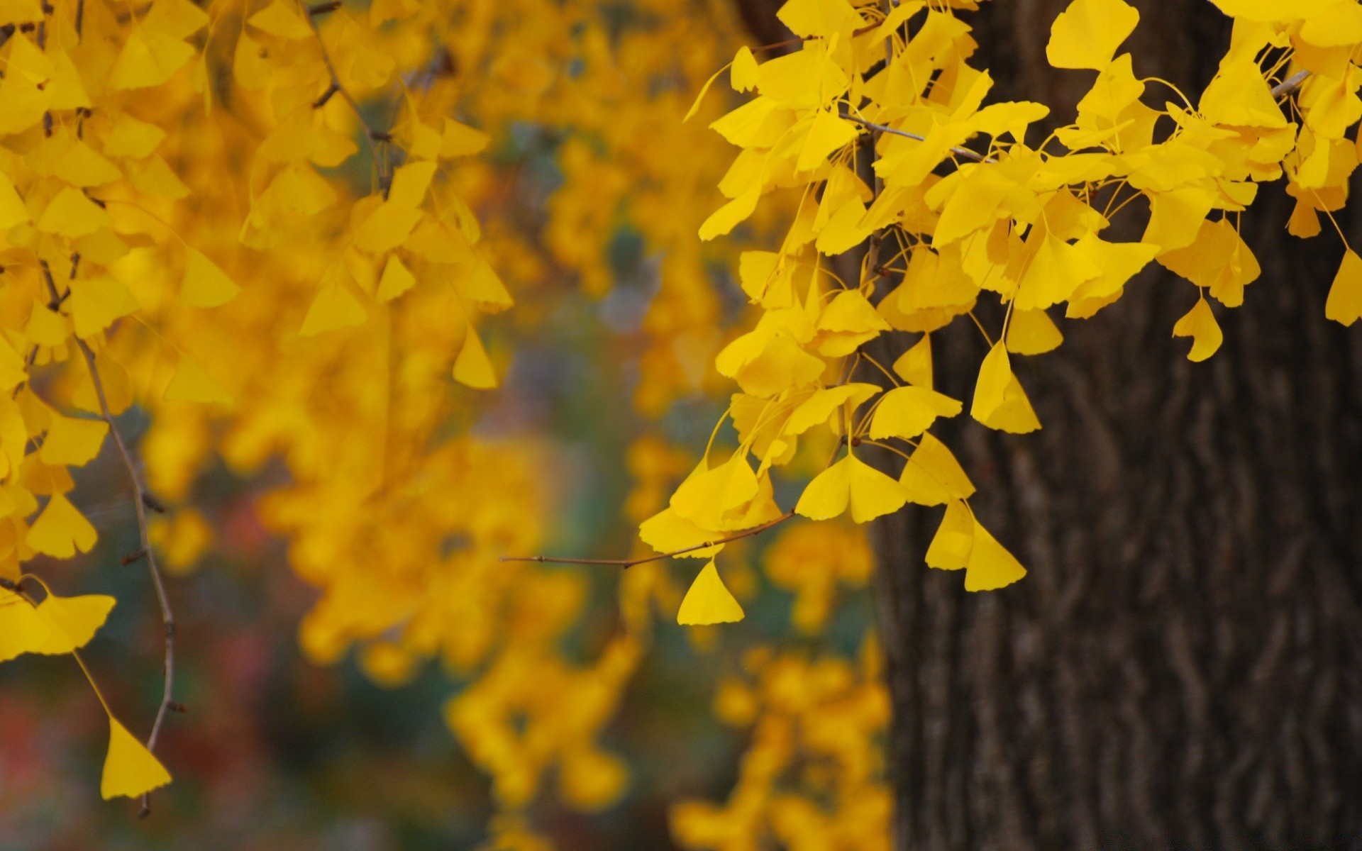 autunno foglia natura autunno flora albero stagione all aperto colore brillante fiore ramo desktop crescita oro ambiente bel tempo giardino