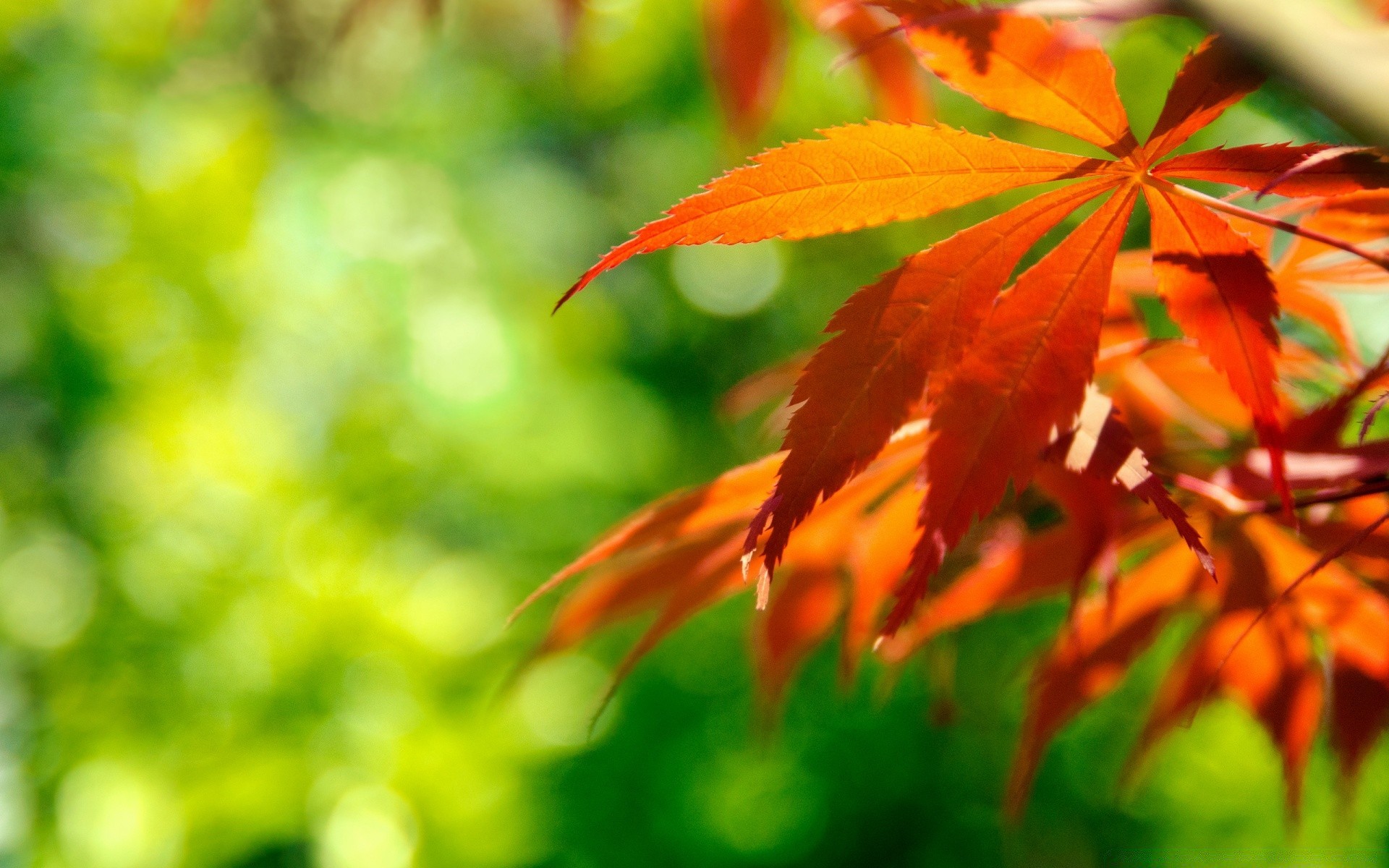 sonbahar yaprak doğa sonbahar parlak flora güzel hava yaz güneş açık havada büyüme yemyeşil renk ağaç sezon akçaağaç bahçe ahşap