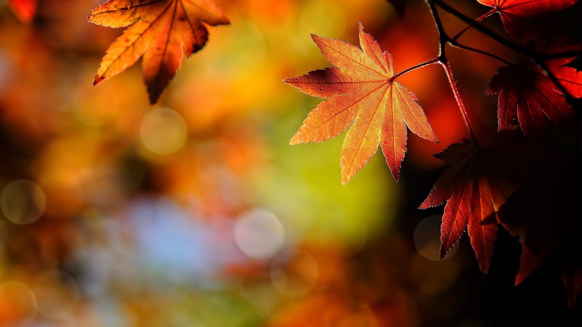 autunno autunno foglia di acero natura di colore luminoso flora albero sfocatura luce esterna stagione di legno oro che cambia