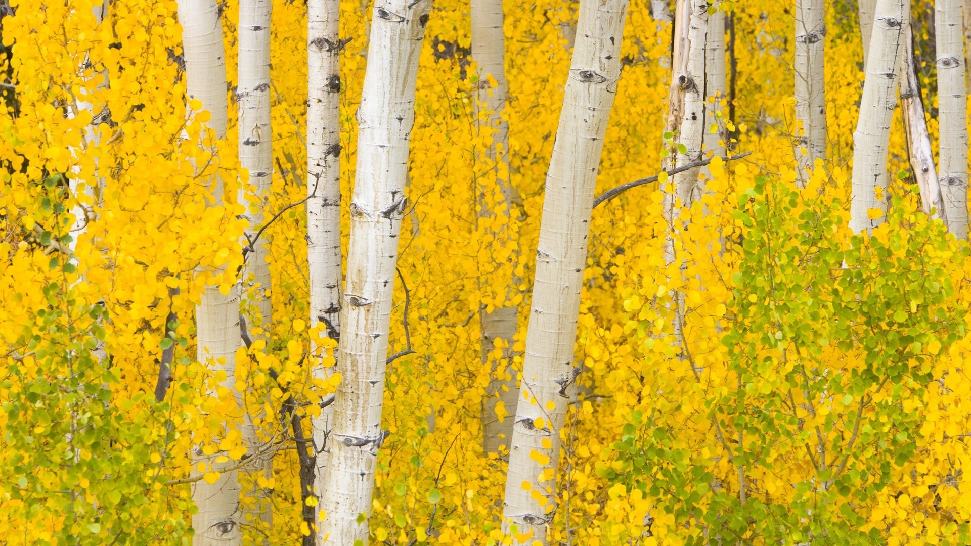 herbst herbst blatt holz natur des ländlichen im freien holz landschaft hell saison farbe flora gutes wetter landschaft gold desktop wachstum