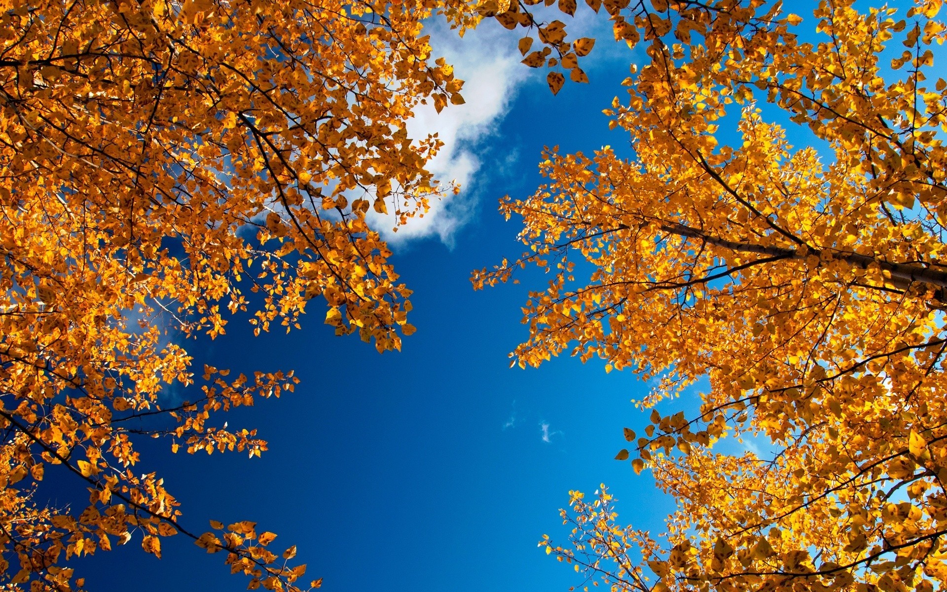 秋 秋 叶 季节 树 自然 枫 木 金 枝 明亮 好天气 景观 变化 户外 颜色