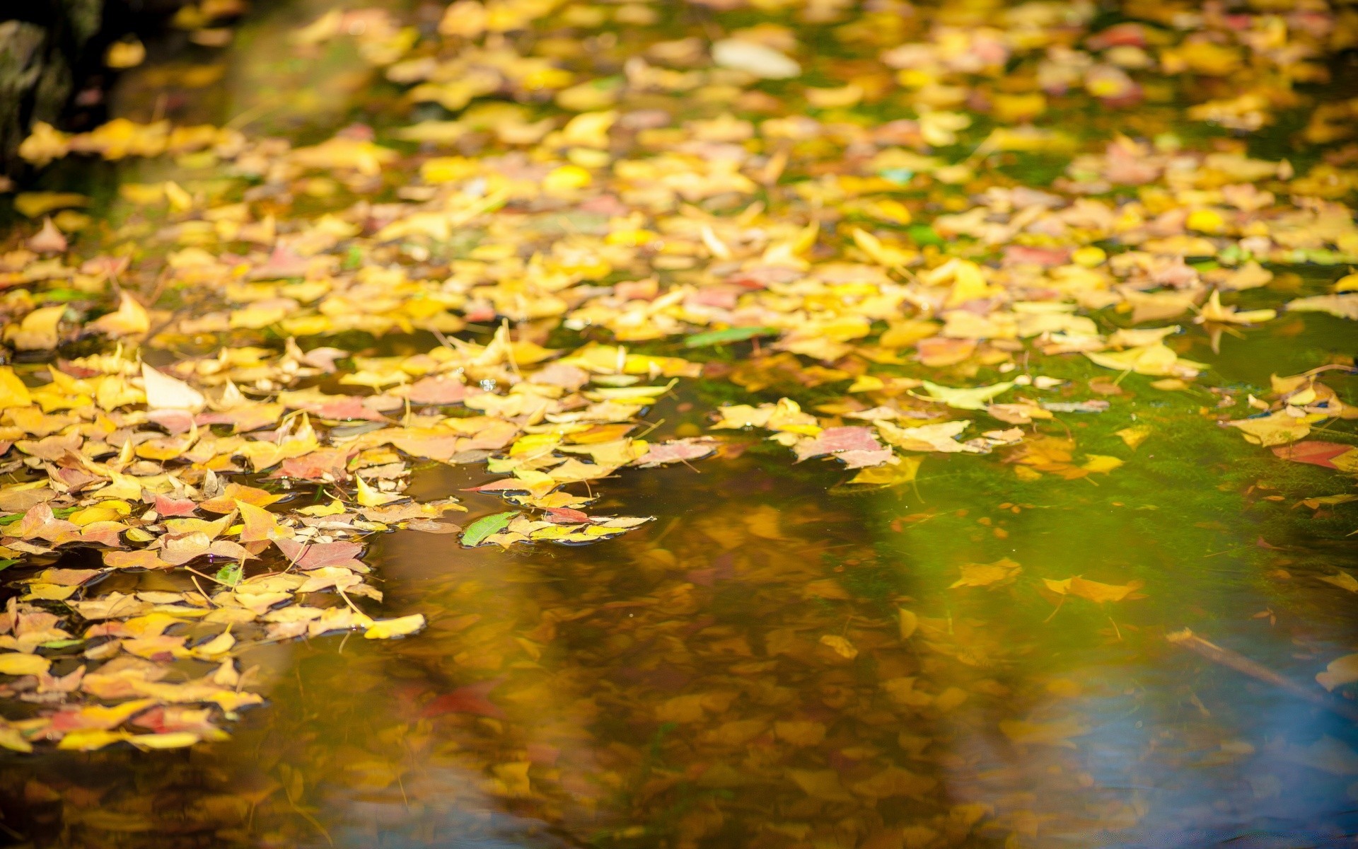 herbst blatt natur herbst desktop wasser farbe pool saison park schön hell umwelt im freien garten textur flora muster