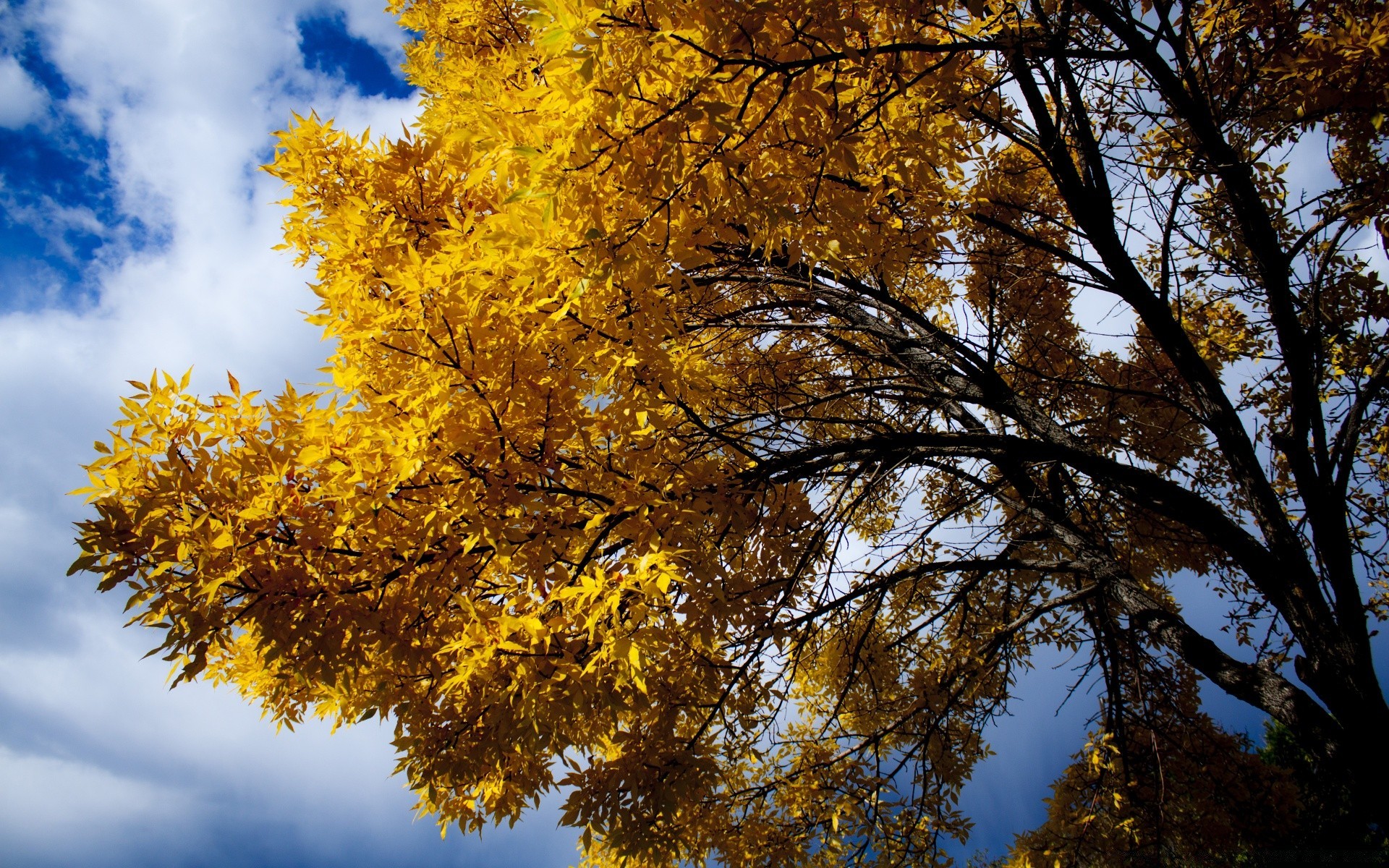 autunno albero autunno foglia stagione legno ramo natura paesaggio parco luminoso oro bel tempo acero ambiente all aperto scenic scena colore flora