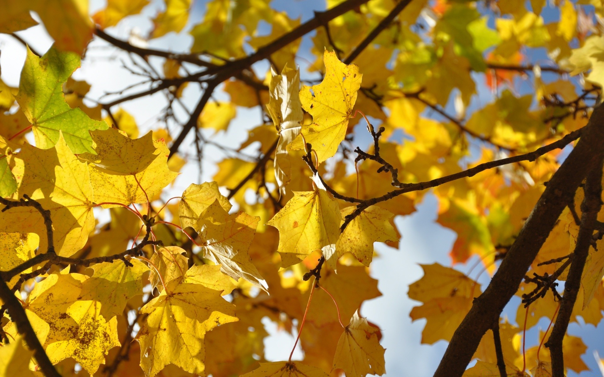 autumn leaf fall tree season nature branch bright flora maple color fair weather park outdoors gold growth environment sun close-up