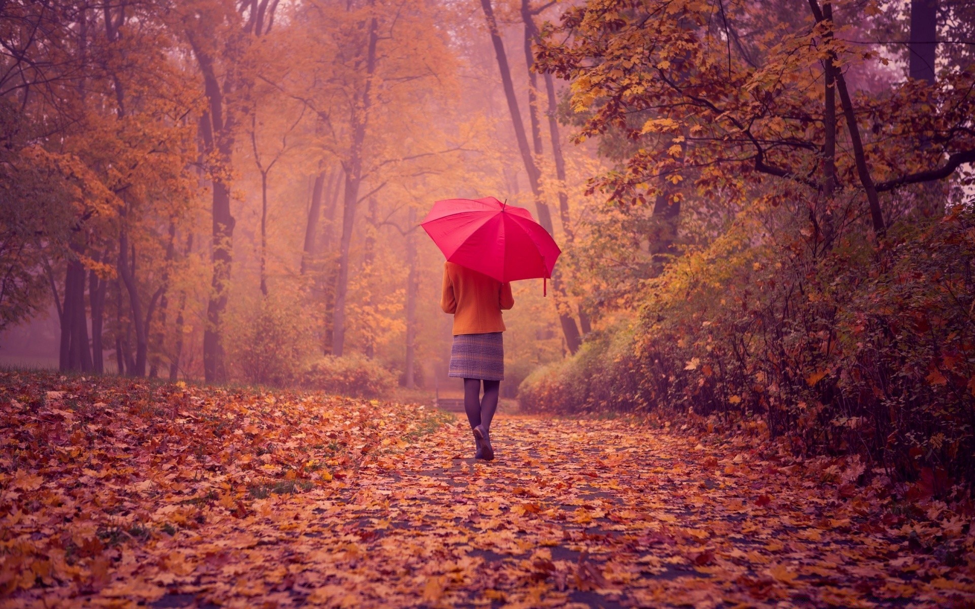 autumn fall umbrella tree outdoors one adult woman wood weather landscape girl dawn rain nature light