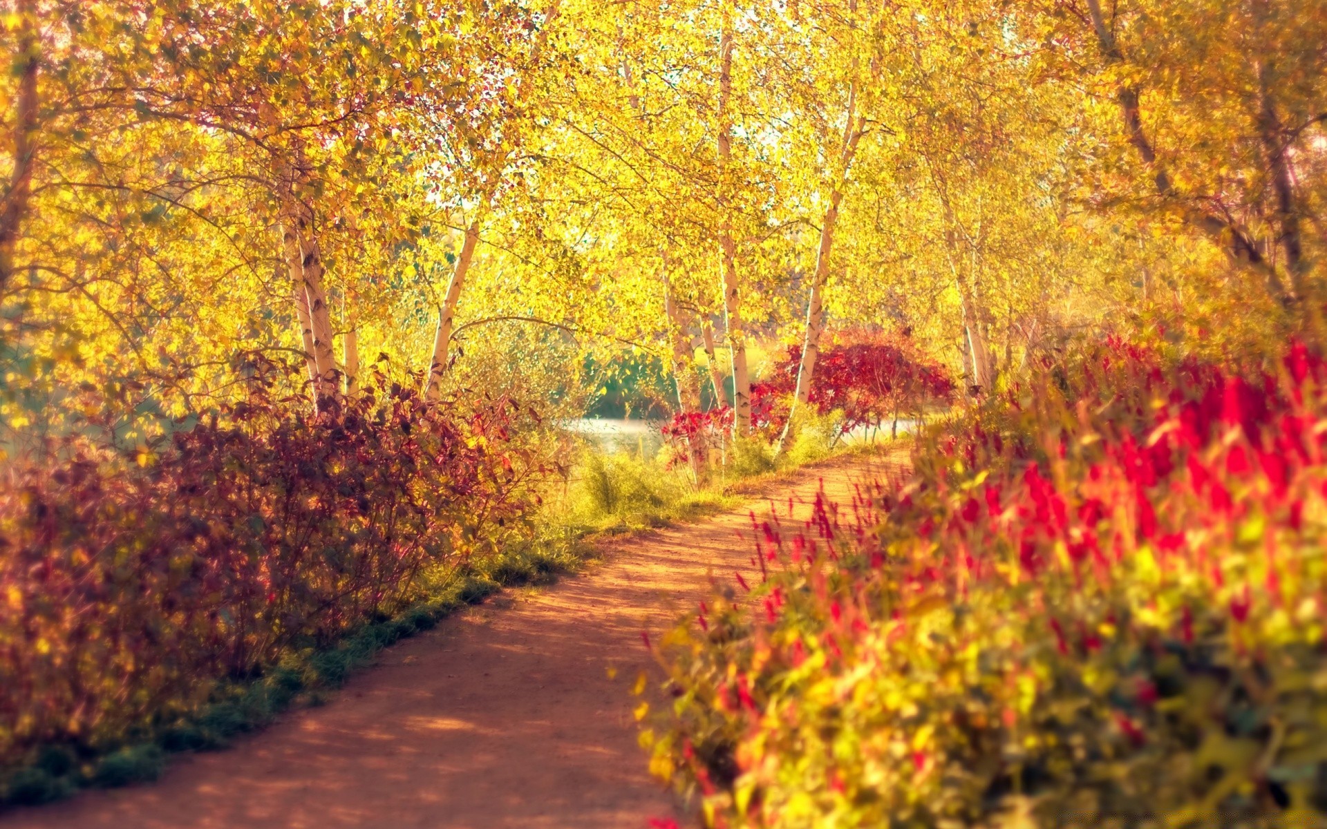 autunno autunno foglia stagione albero natura acero legno paesaggio parco luminoso ramo oro flora colore all aperto bel tempo rurale scena paesaggio scenic