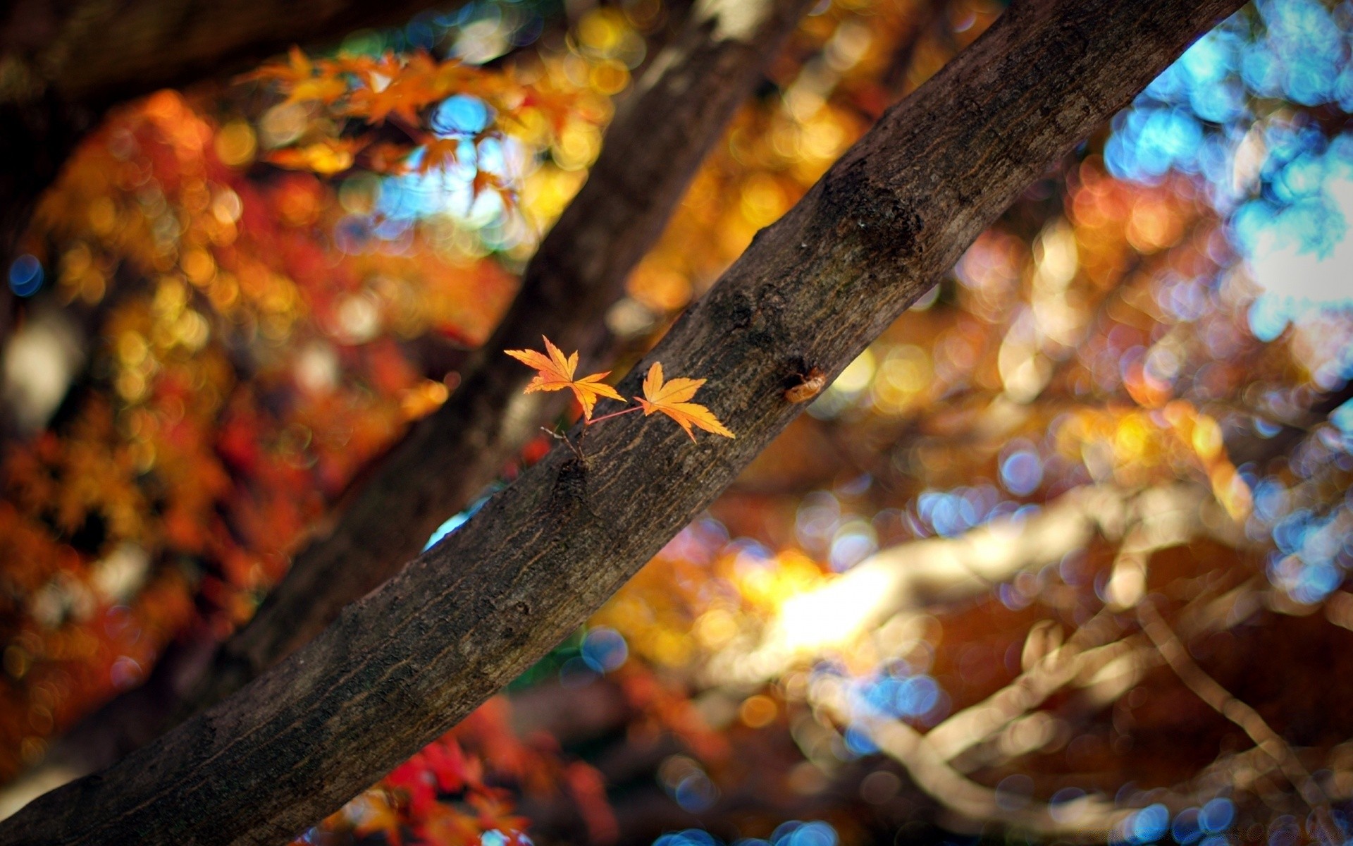 autumn fall leaf gold tree blur maple color wood bright warmly christmas park abstract