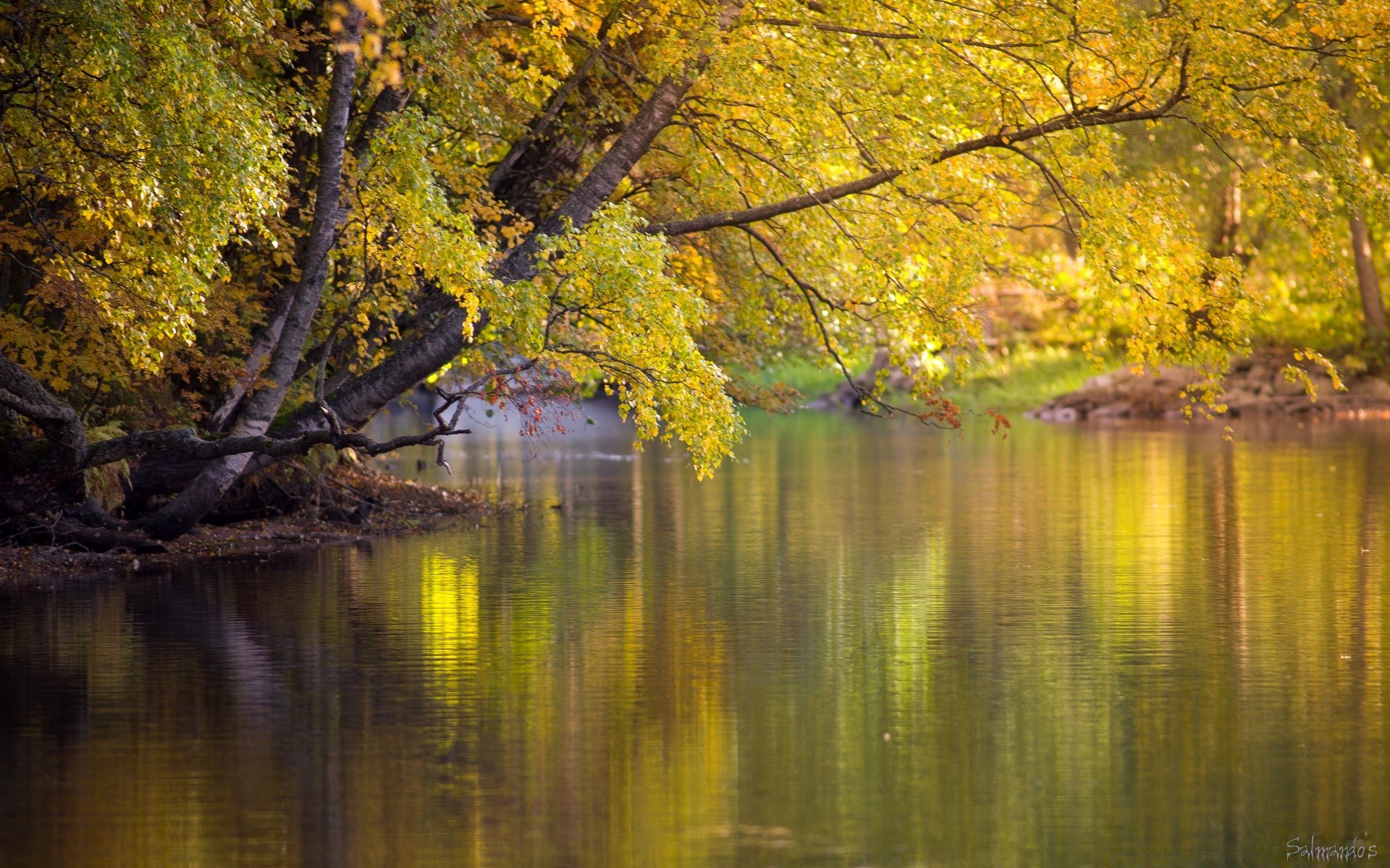 autunno autunno albero foglia legno natura paesaggio stagione parco lago d acqua riflessione scenica scenario acero all aperto colore oro brillante freddo