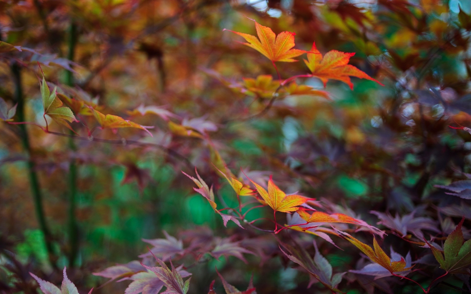 automne feuille automne nature flore saison couleur bois jardin extérieur lumineux parc arbre érable croissance fleur bureau lumière environnement