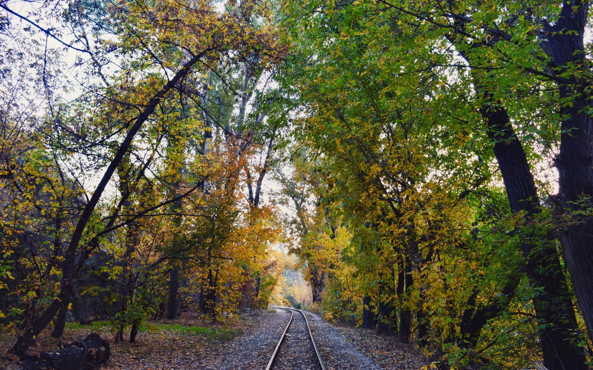 autunno legno foglia albero autunno paesaggio natura guida all aperto strada scenic parco stagione paesaggio luce del giorno rurale viaggi campagna bel tempo ambiente