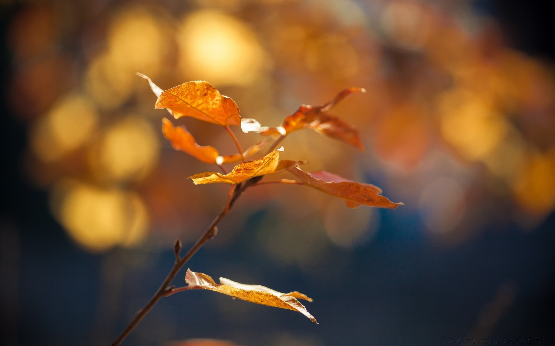 autumn fall leaf blur nature outdoors tree flower flora light gold color dof