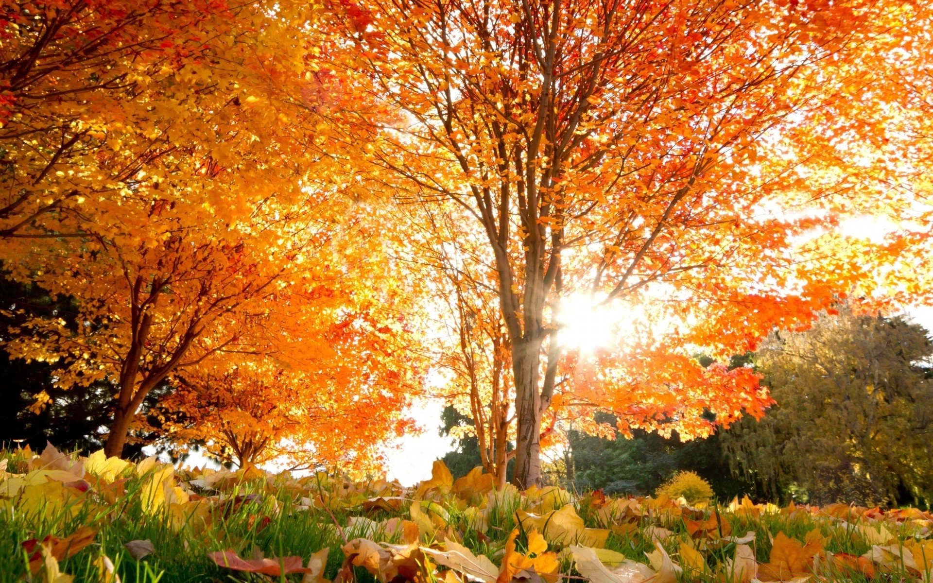 autumn fall leaf tree maple season park landscape nature wood scenic gold outdoors fair weather bright branch