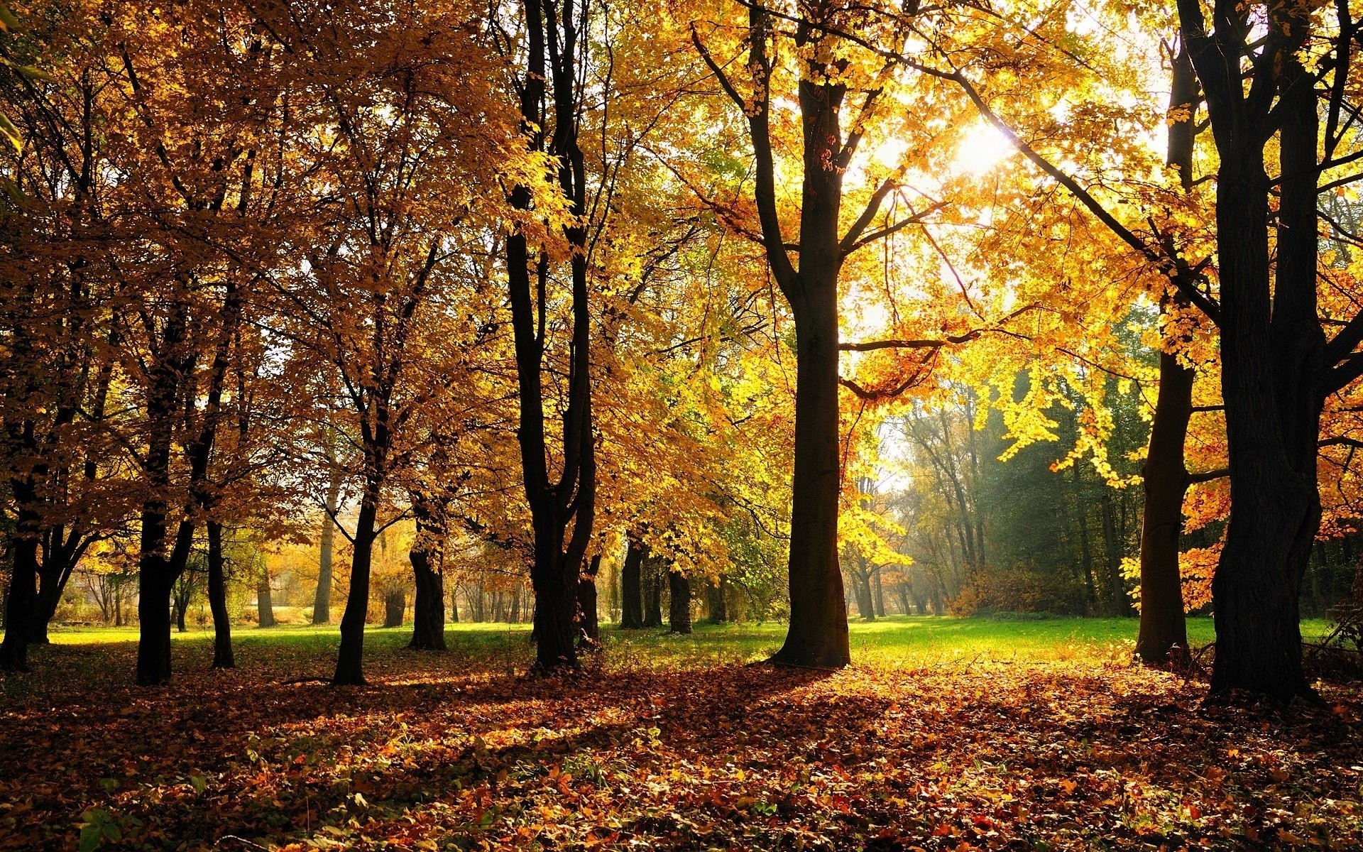 otoño otoño hoja árbol parque temporada arce madera paisaje guía paisaje naturaleza callejón camino escena escénico oro rama buen tiempo avenida miércoles