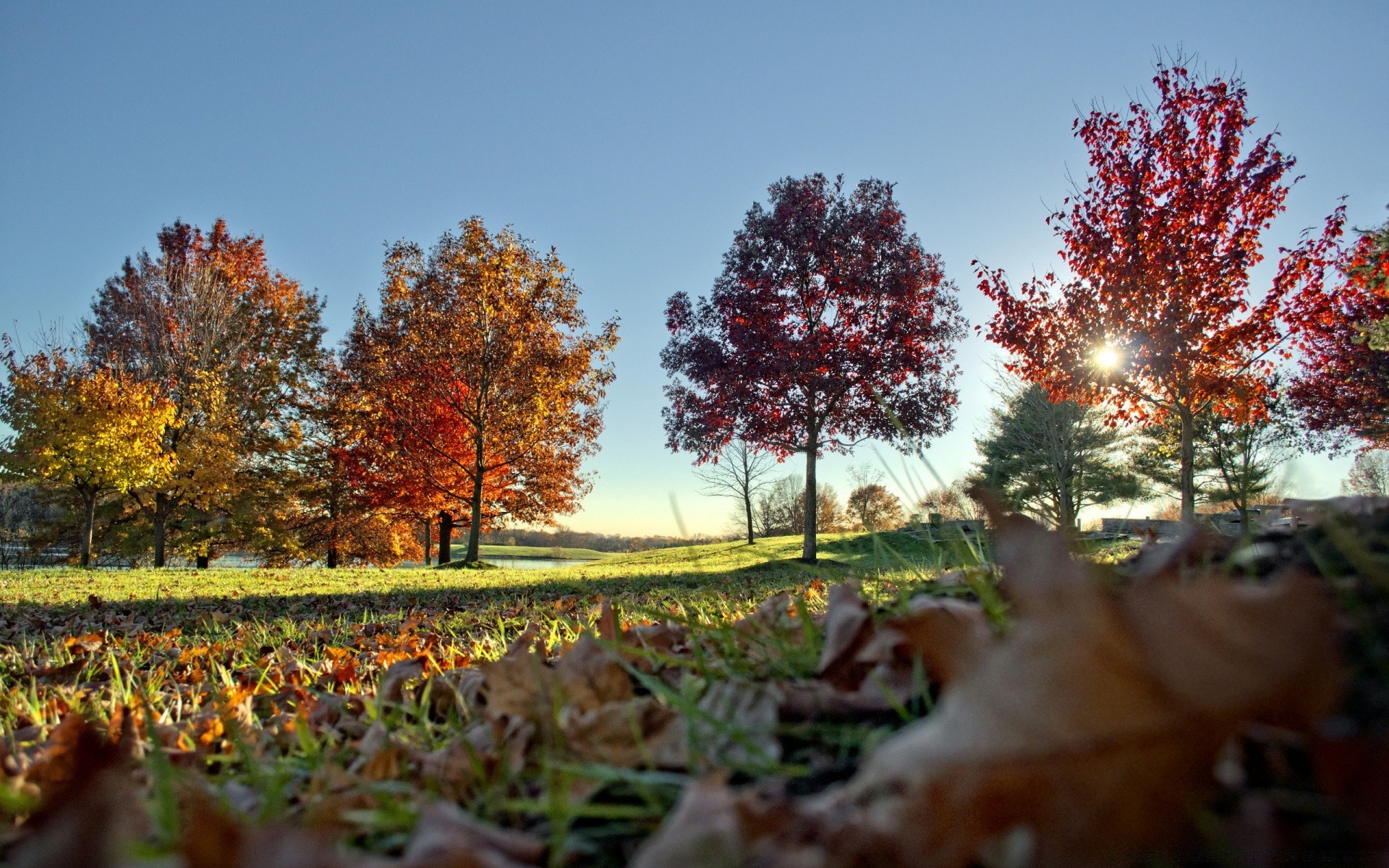 autunno albero autunno foglia paesaggio stagione natura acero legno all aperto parco colore campagna ramo ambiente scenico scena oro cielo bel tempo