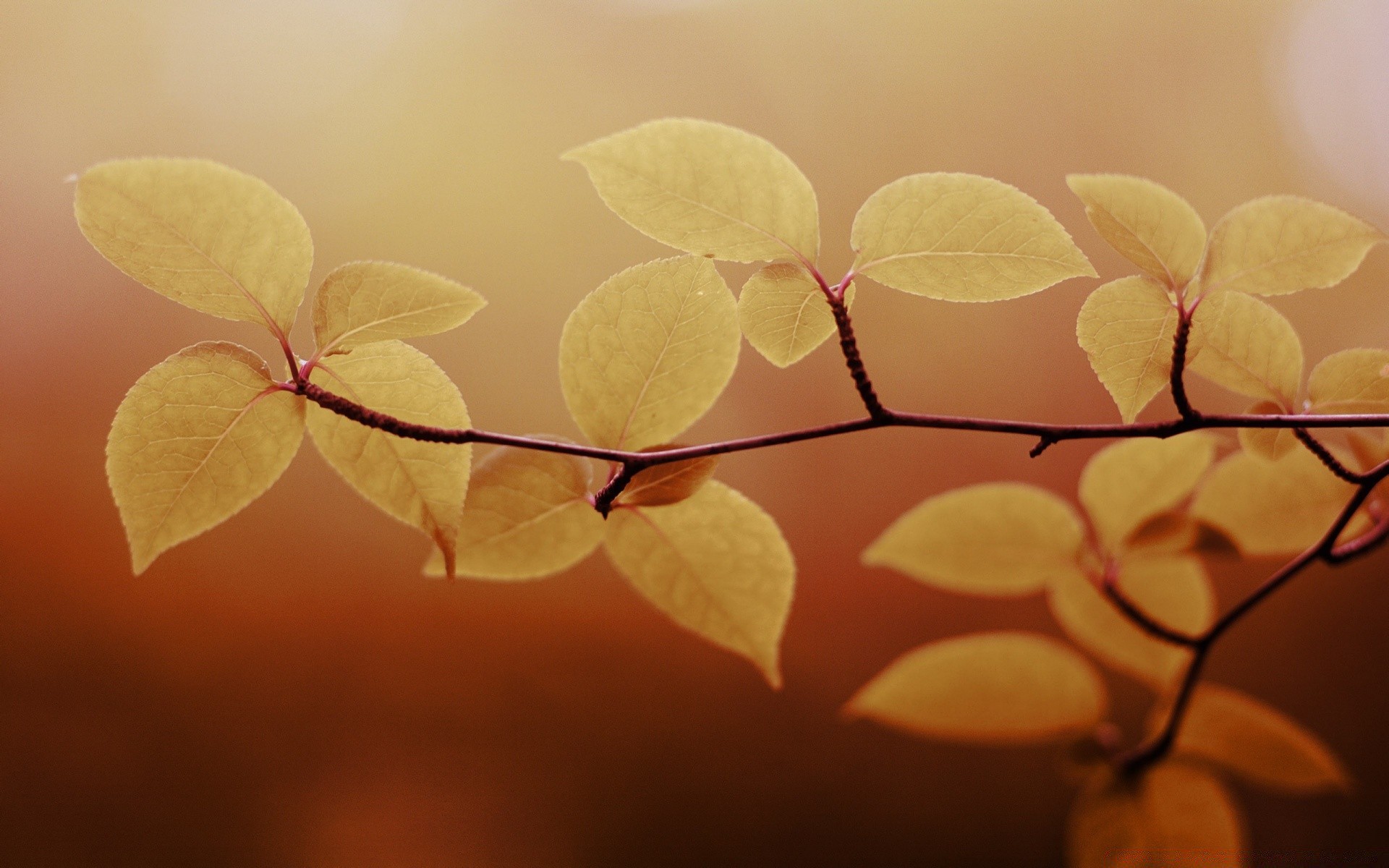 automne feuille automne nature branche flore fleur croissance arbre couleur lumière bureau