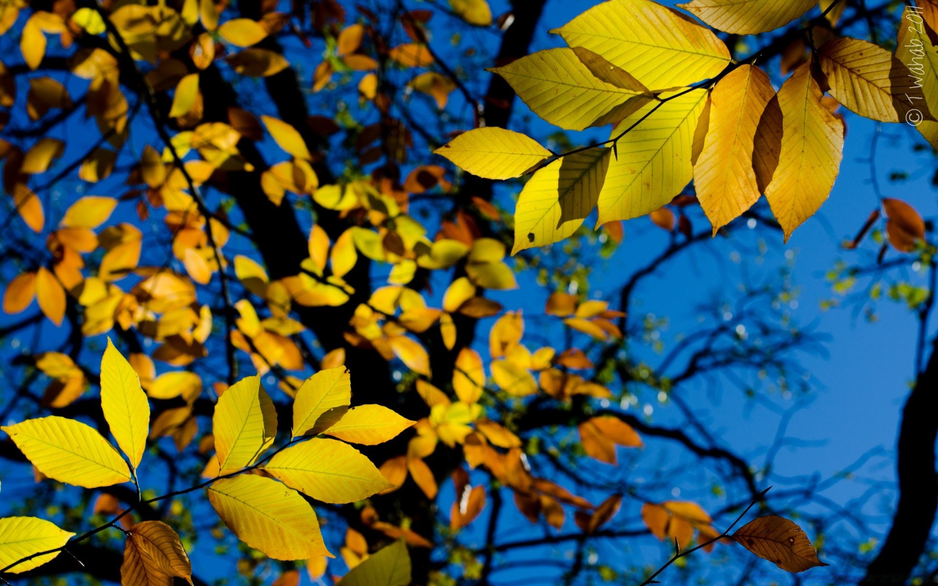 autumn leaf fall tree nature bright season flora wood outdoors branch color fair weather park light gold abstract maple growth desktop