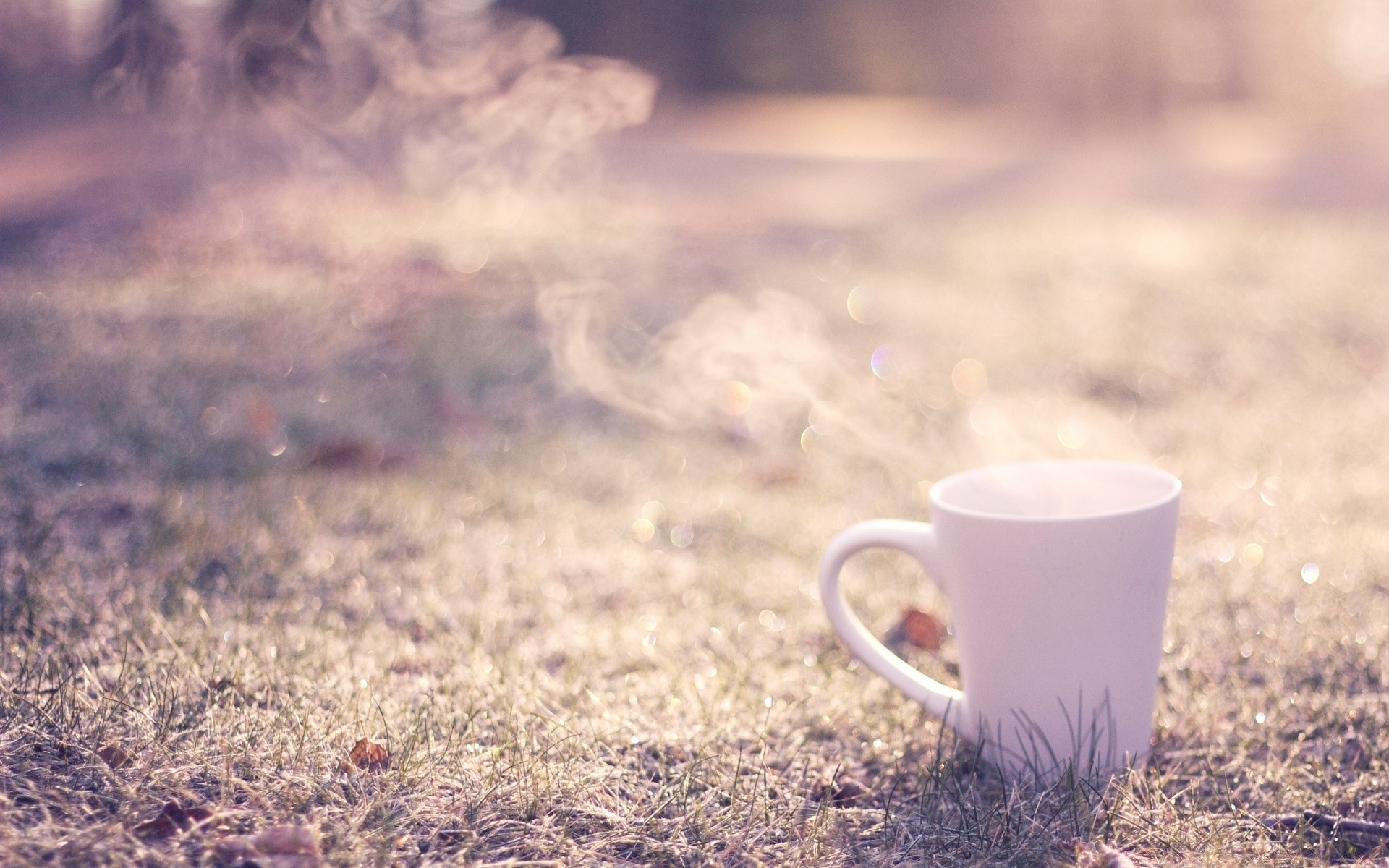 outono amanhecer quente natureza beber café desktop verão copa comida cor