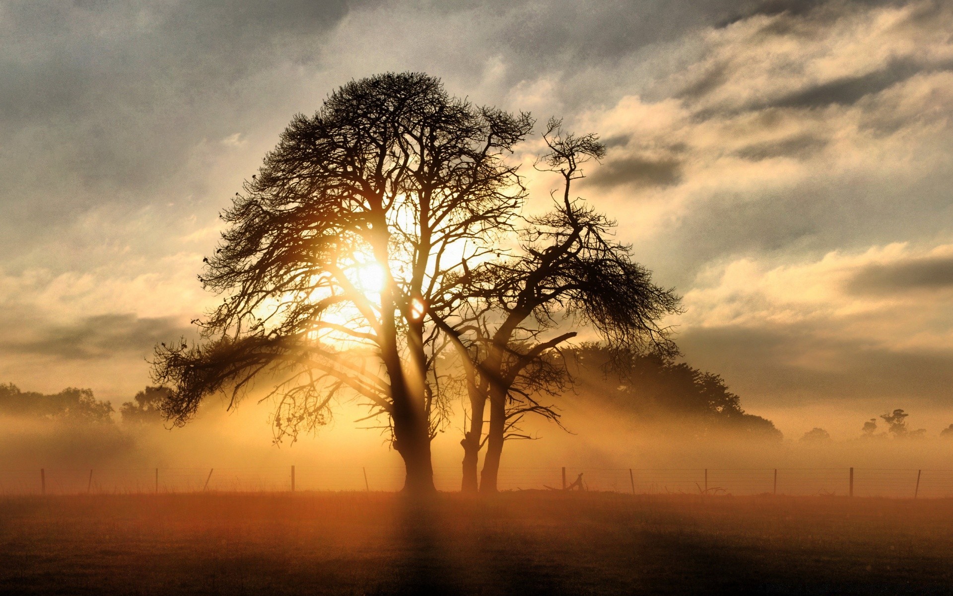 automne coucher du soleil aube soleil paysage ciel arbre nature silhouette soir rétro-éclairé brouillard crépuscule beau temps brouillard à l extérieur météo un