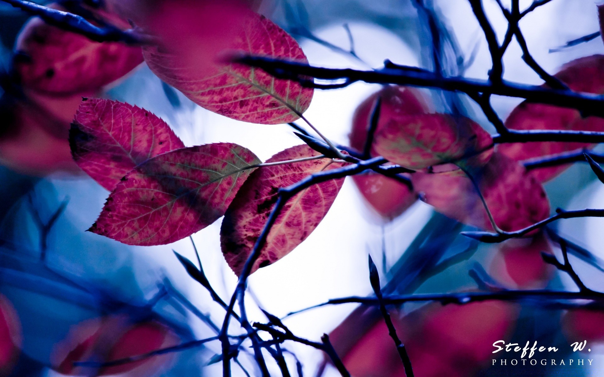 autumn leaf nature outdoors bright fall blur flora abstract