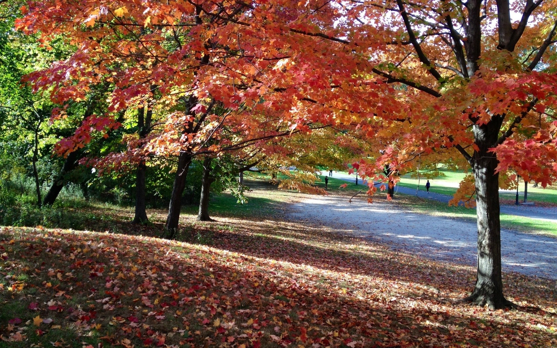 automne automne arbre feuille érable saison parc nature paysage branche avenue à l extérieur allée sentier guide pittoresque beau temps paysage bois soleil